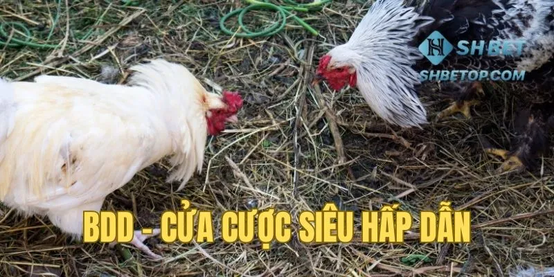 BDD - Tỷ lệ trả thưởng hấp dẫn nhất