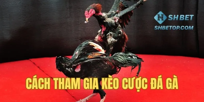 Cách tham gia cửa trong kèo cược đá gà