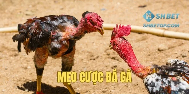 Mẹo phân tích và dự đoán kèo cược đá gà