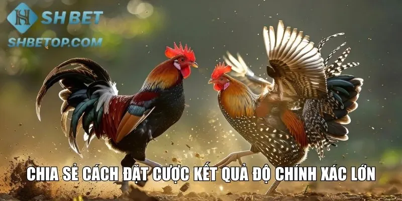Chia sẻ cách đặt cược kết quả độ chính xác lớn