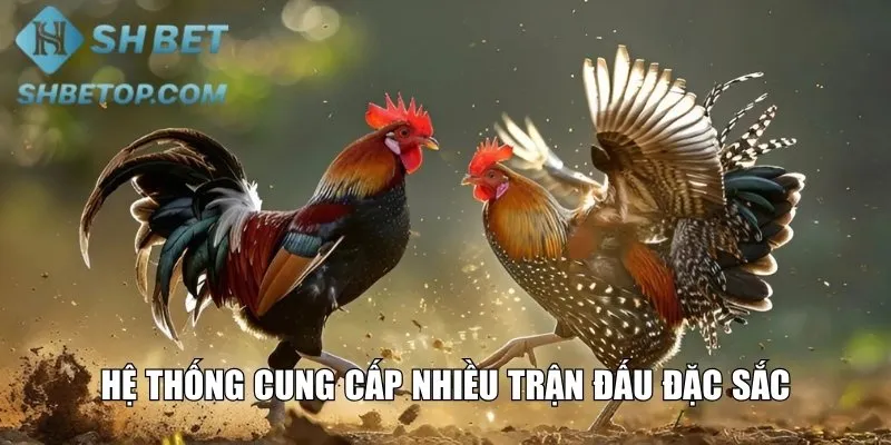 Hệ thống cung cấp nhiều trận đấu đặc sắc