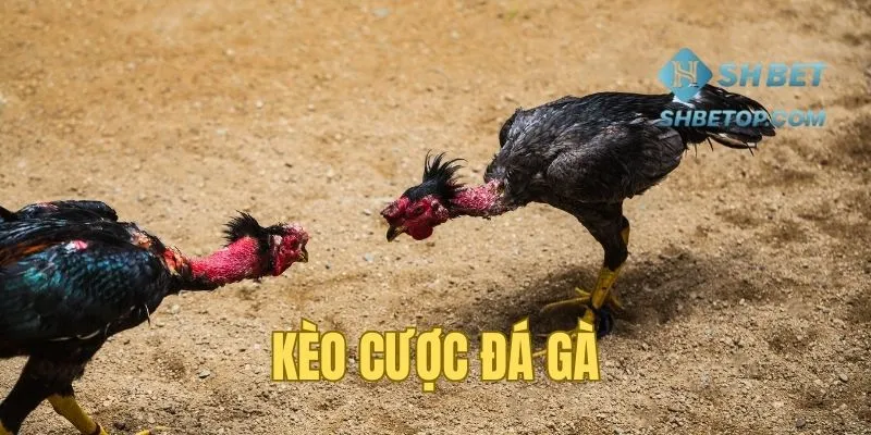 Kèo Cược Đá Gà - Khám Phá Thế Giới Chọi Kê Đẳng Cấp